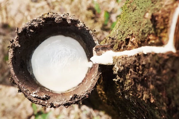 Nông dân Nghệ An phấn khởi vì giá cao su lập đỉnh